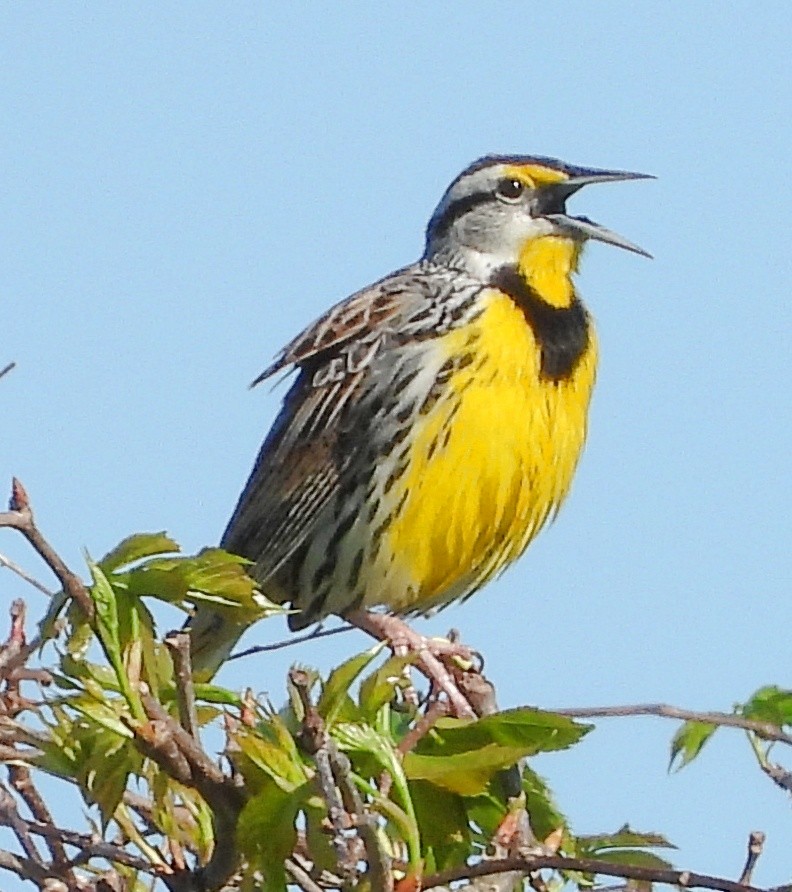 Eastern Meadowlark - ML541872171