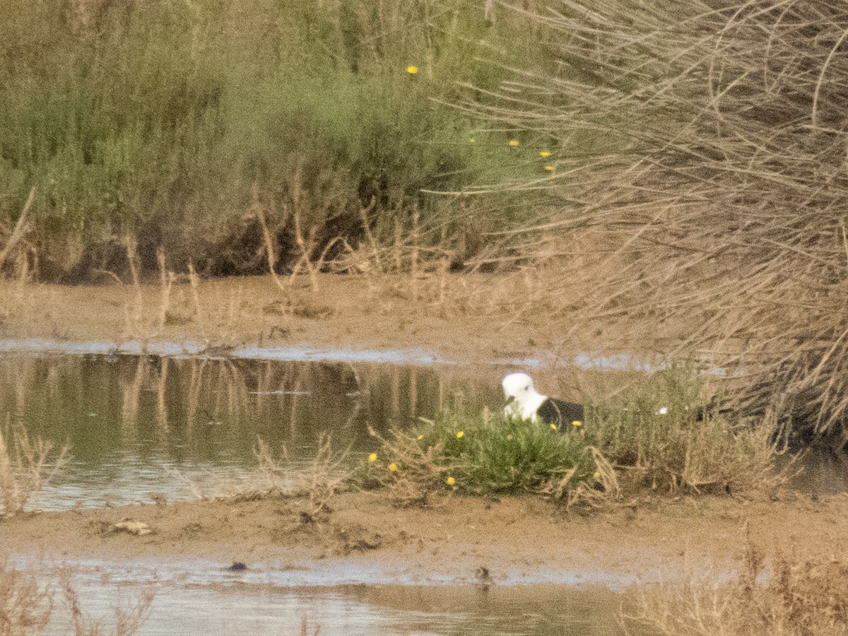 Échasse blanche - ML54187221