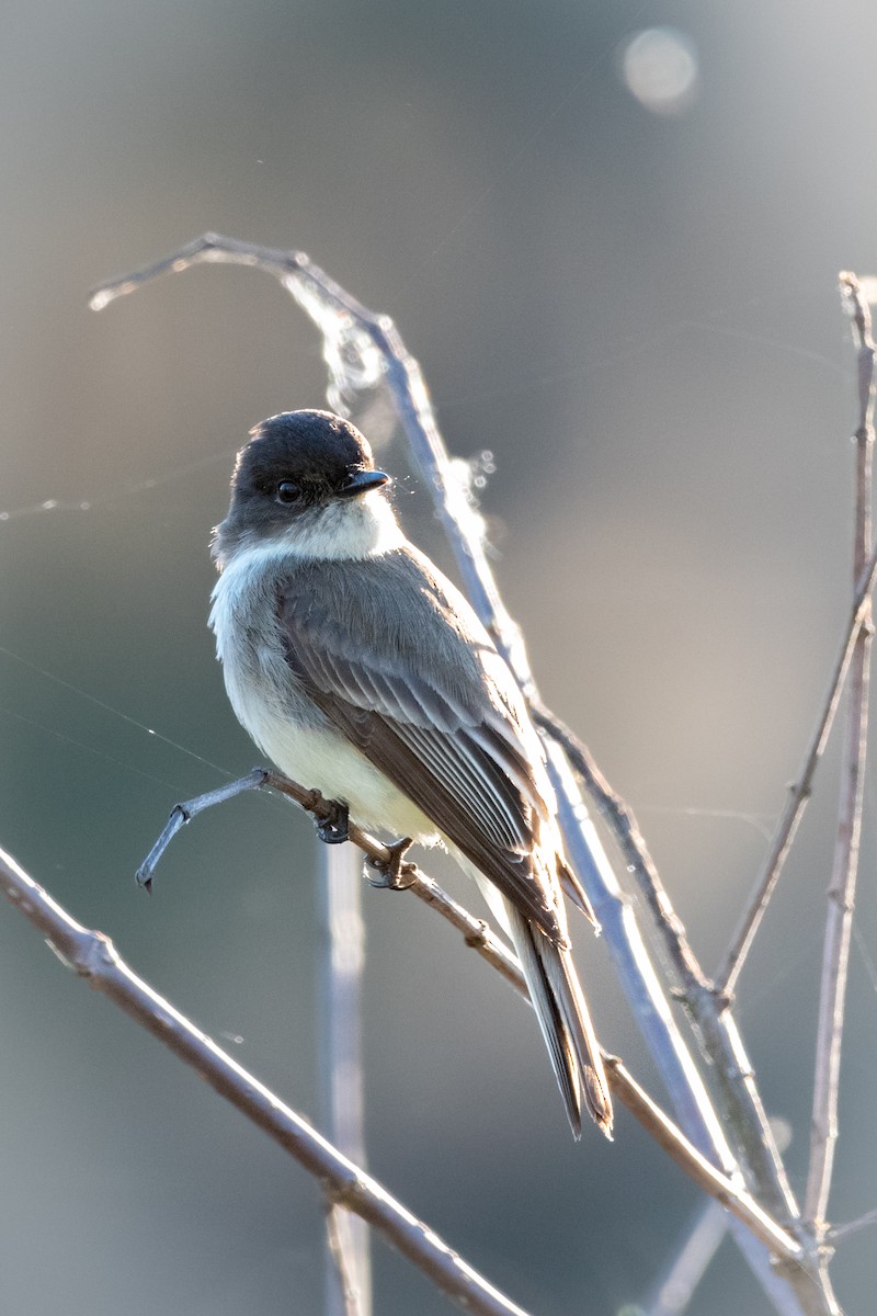 Eastern Phoebe - ML541872211