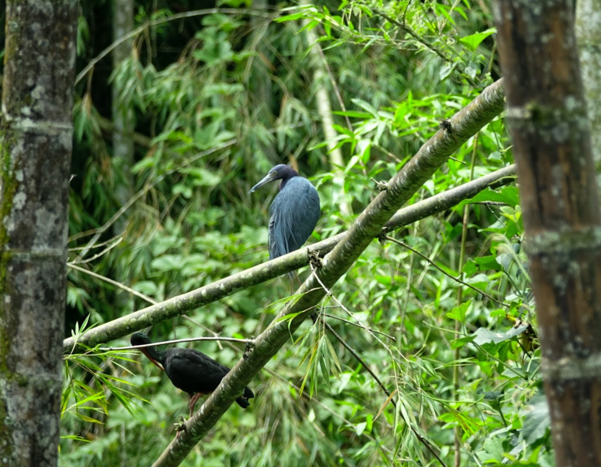 Little Blue Heron - Tatiana Velasquez