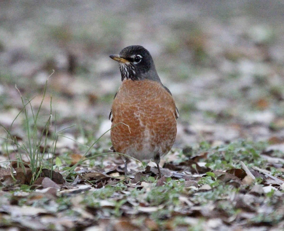 American Robin - ML541873241