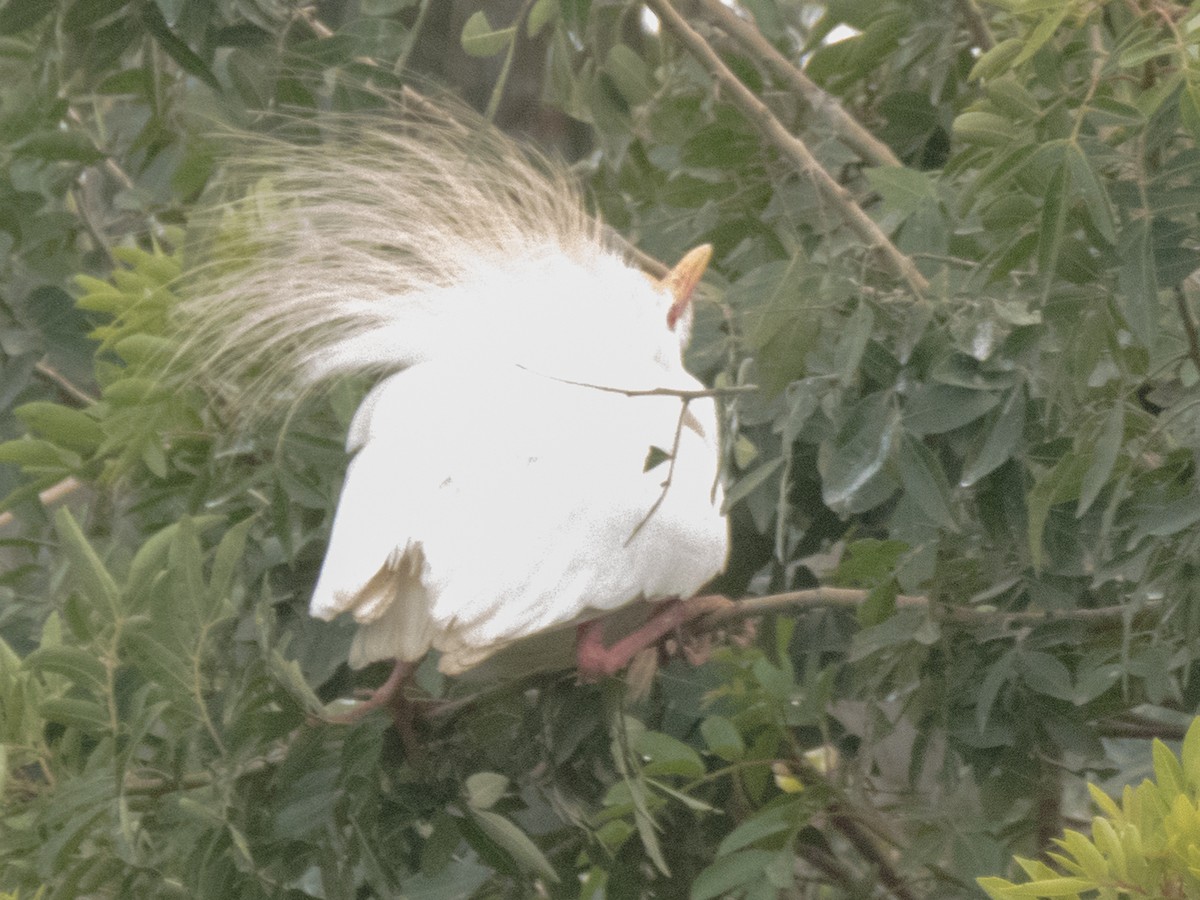 Western Cattle-Egret - Pedro Fernandes