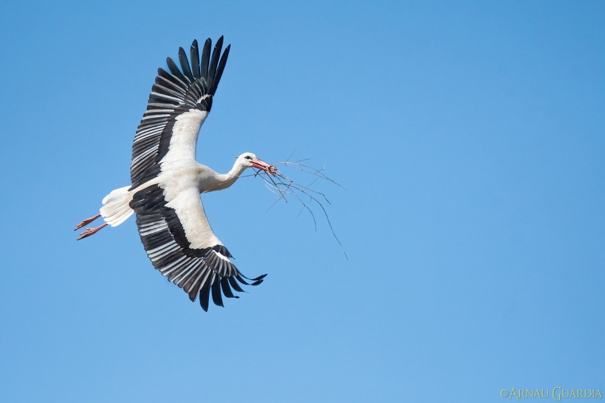 White Stork - ML541873371