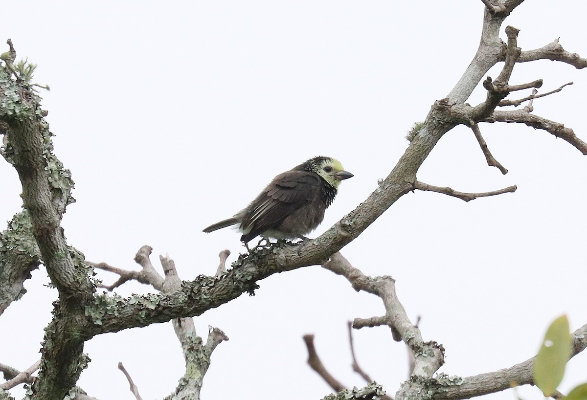 Sarı Kafalı Barbet - ML541873411