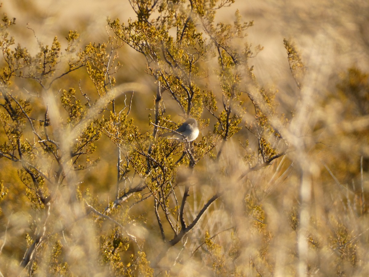 Black-tailed Gnatcatcher - ML541873471