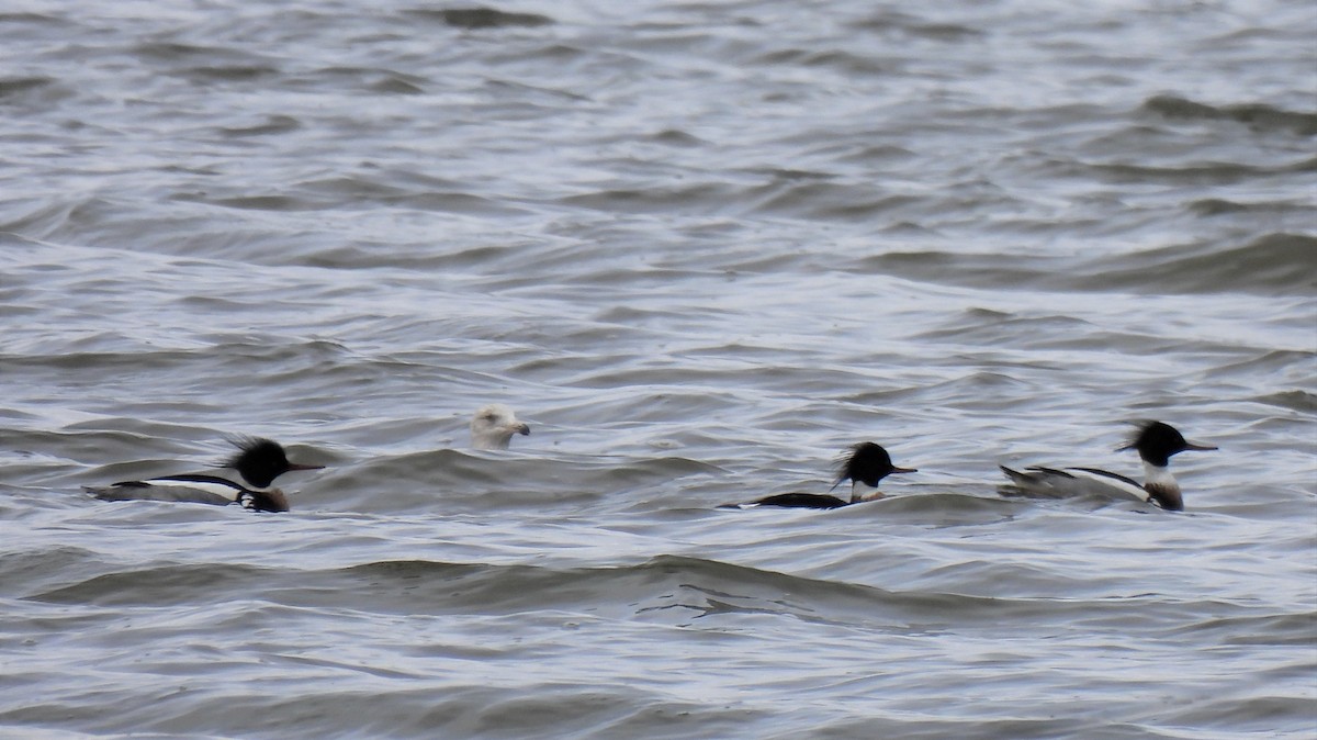 Red-breasted Merganser - ML541874101