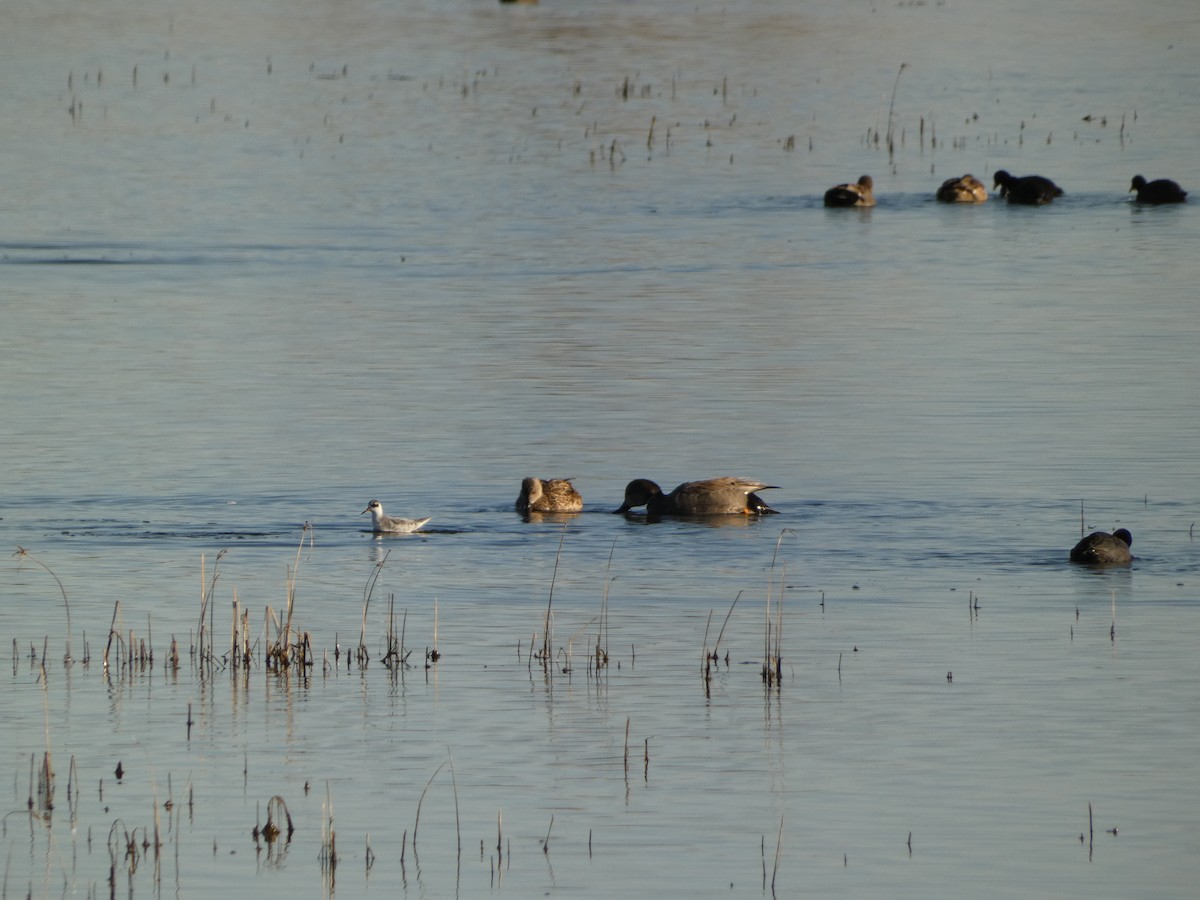 Red Phalarope - ML541874151