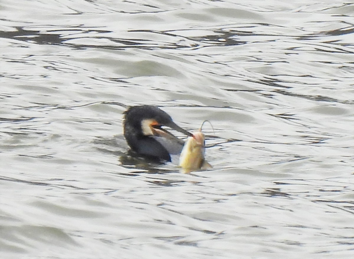 Great Cormorant - ML541874691