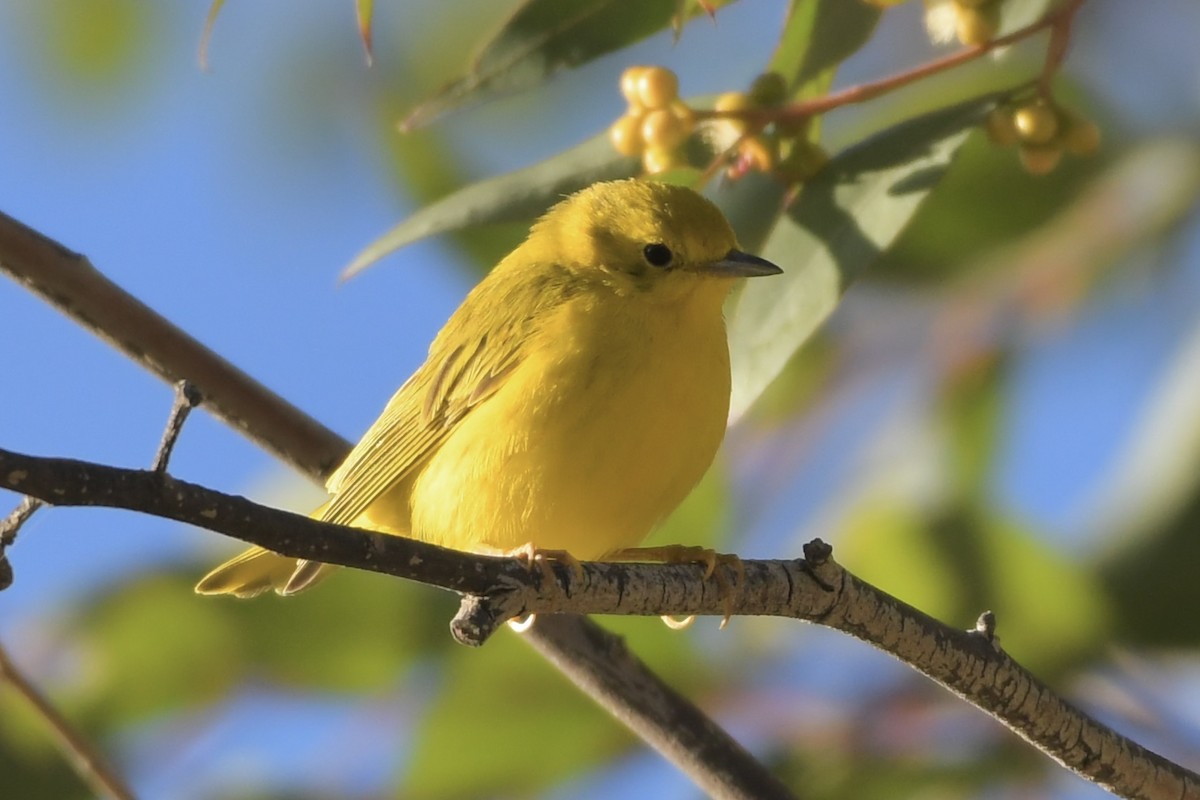 Yellow Warbler - Kent Kleman