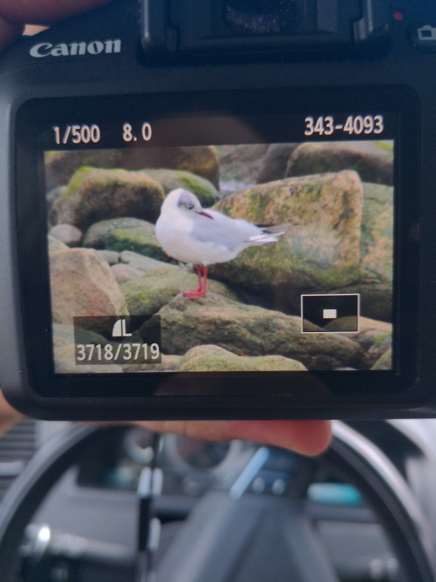 Gaviota Reidora - ML541875191