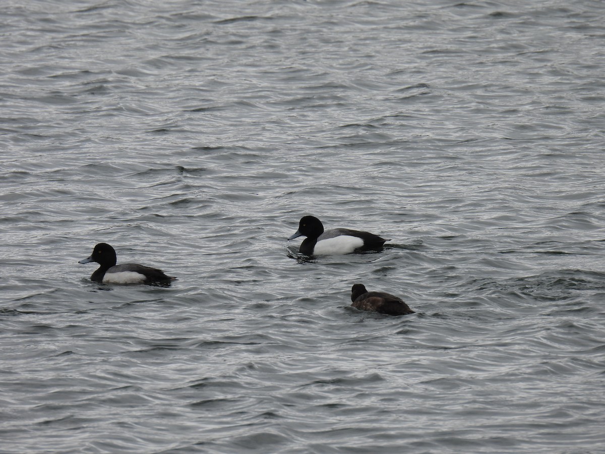 Lesser Scaup - ML541876171