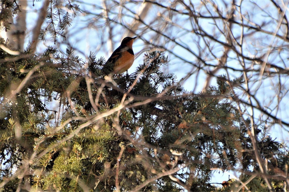 Varied Thrush - Robin Collman