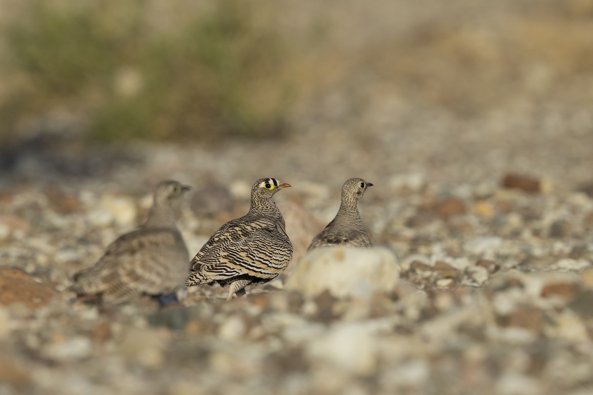 Lichtenstein's Sandgrouse - Wojciech Janecki