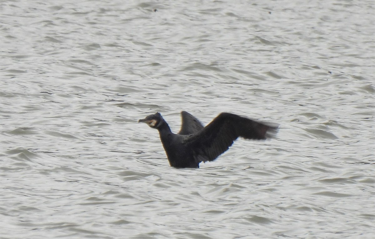 Great Cormorant - ML541877371