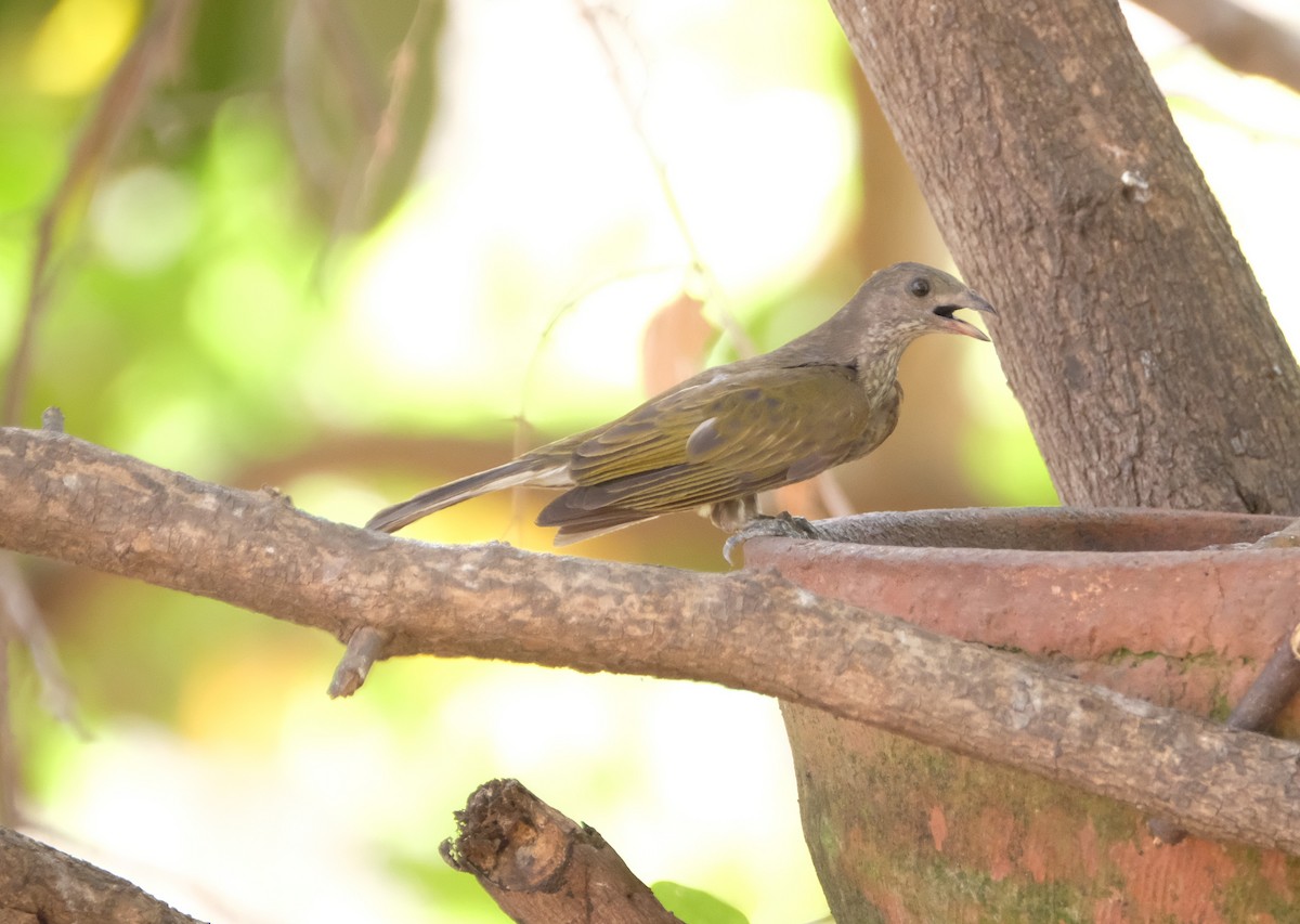 Spotted Honeyguide - ML541878601