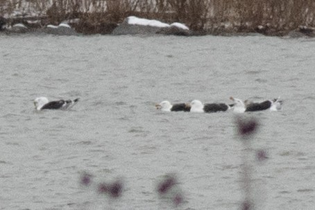 Great Black-backed Gull - ML541878881