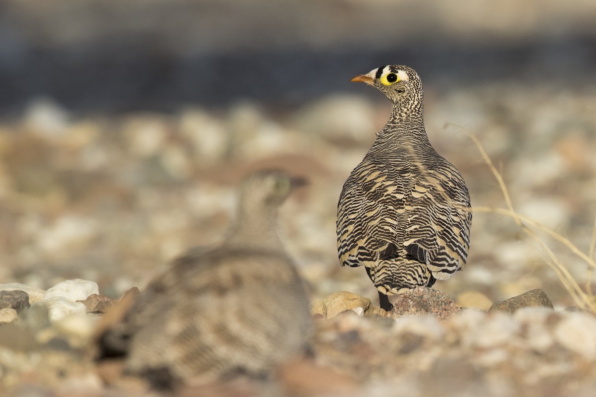 Lichtenstein's Sandgrouse - Wojciech Janecki