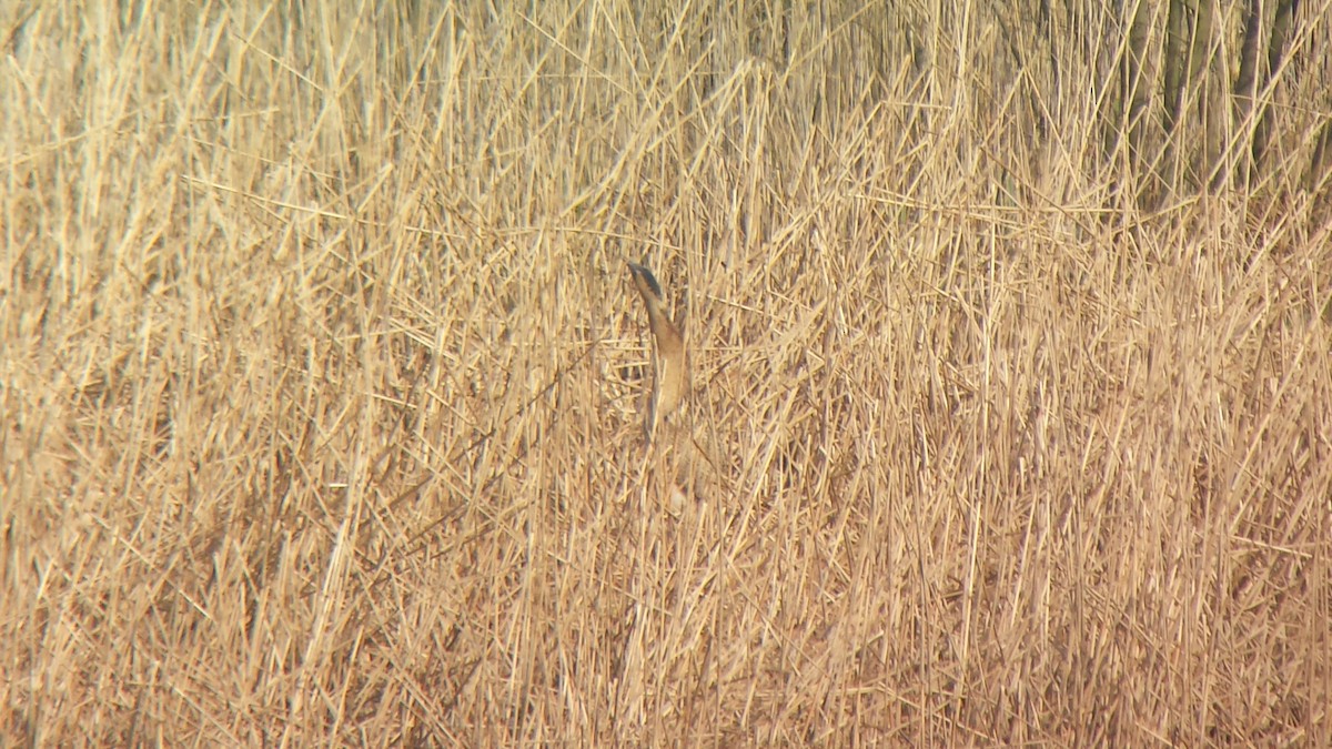 Great Bittern - Stephen Bailey