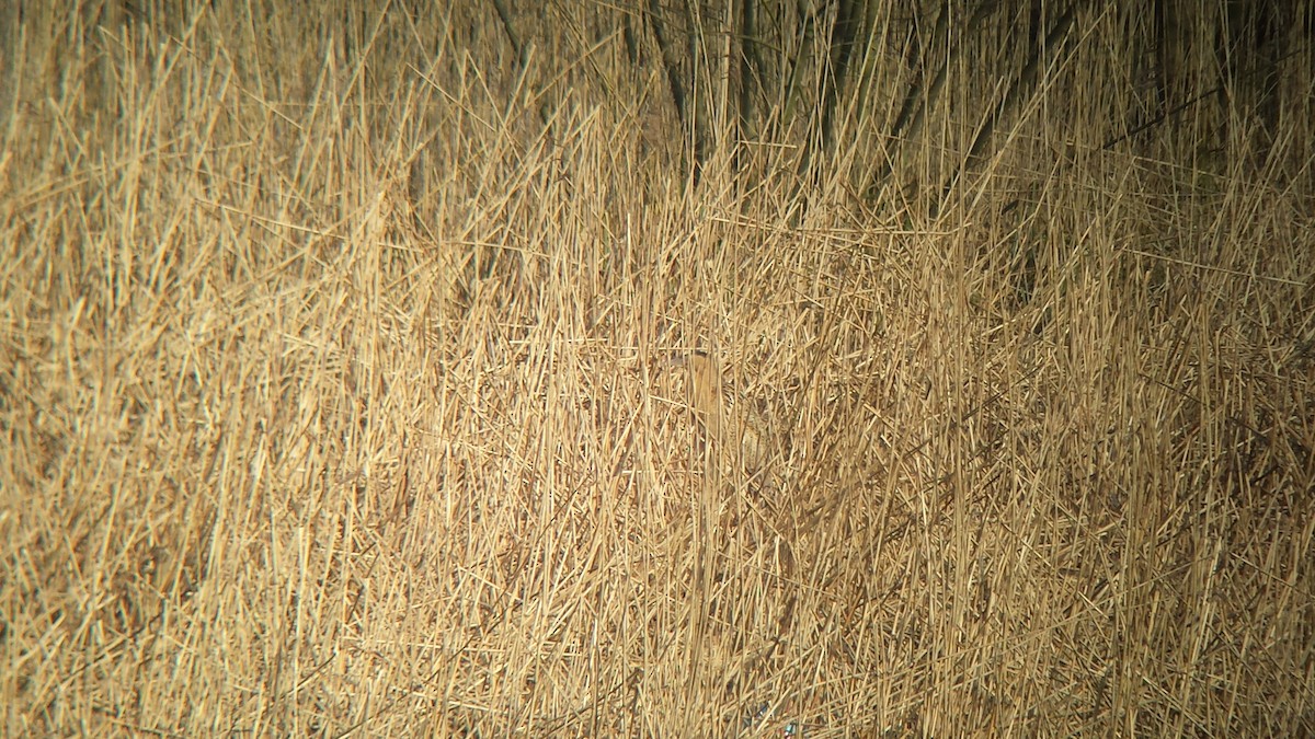 Great Bittern - Stephen Bailey