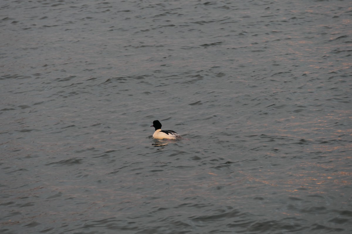 Common Merganser - ML541881241