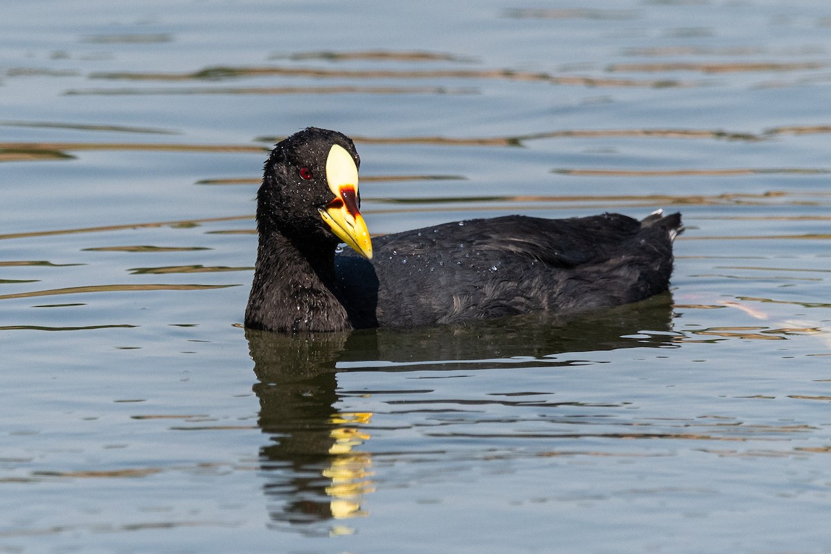 Red-gartered Coot - ML541881331