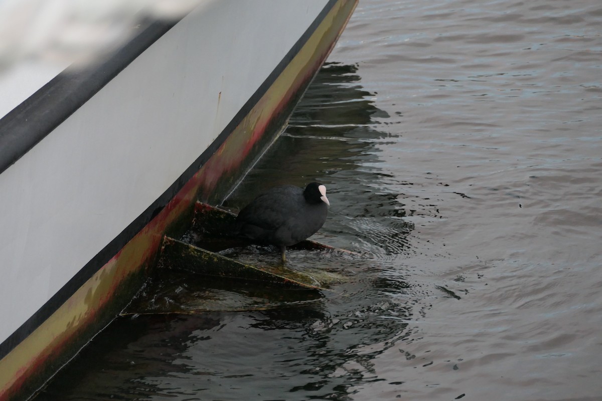 Eurasian Coot - ML541881361