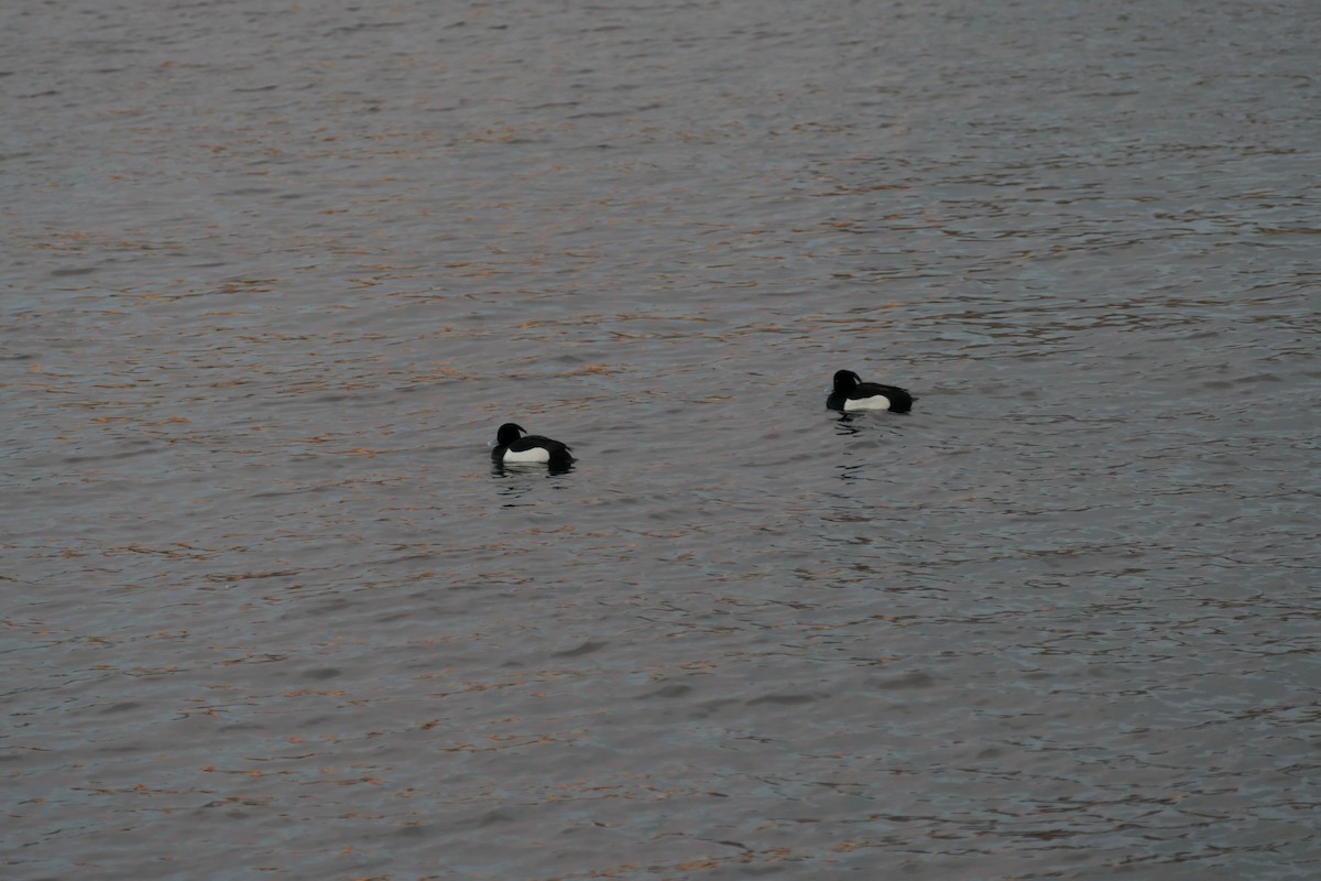 Tufted Duck - ML541881401