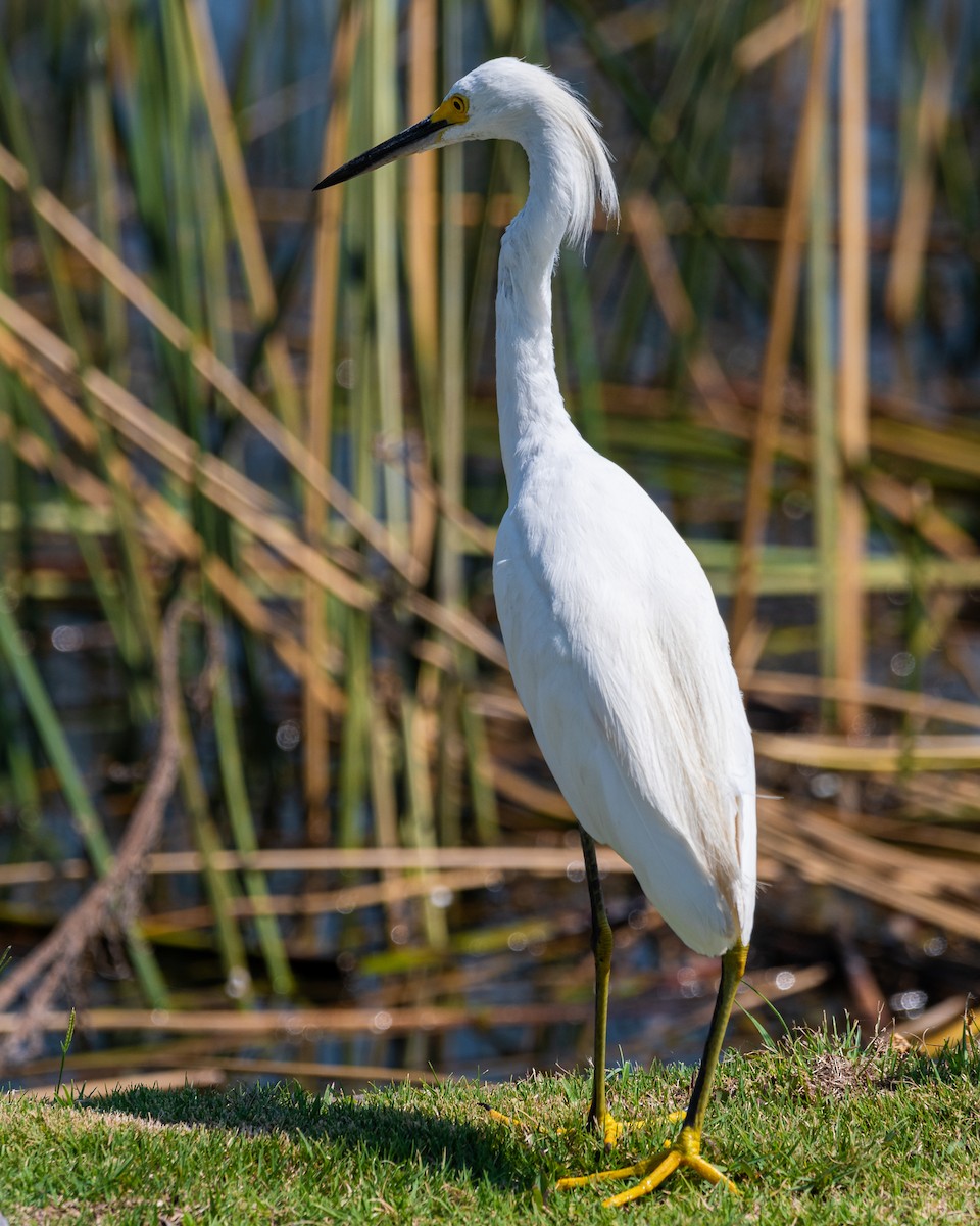 Snowy Egret - ML541881481