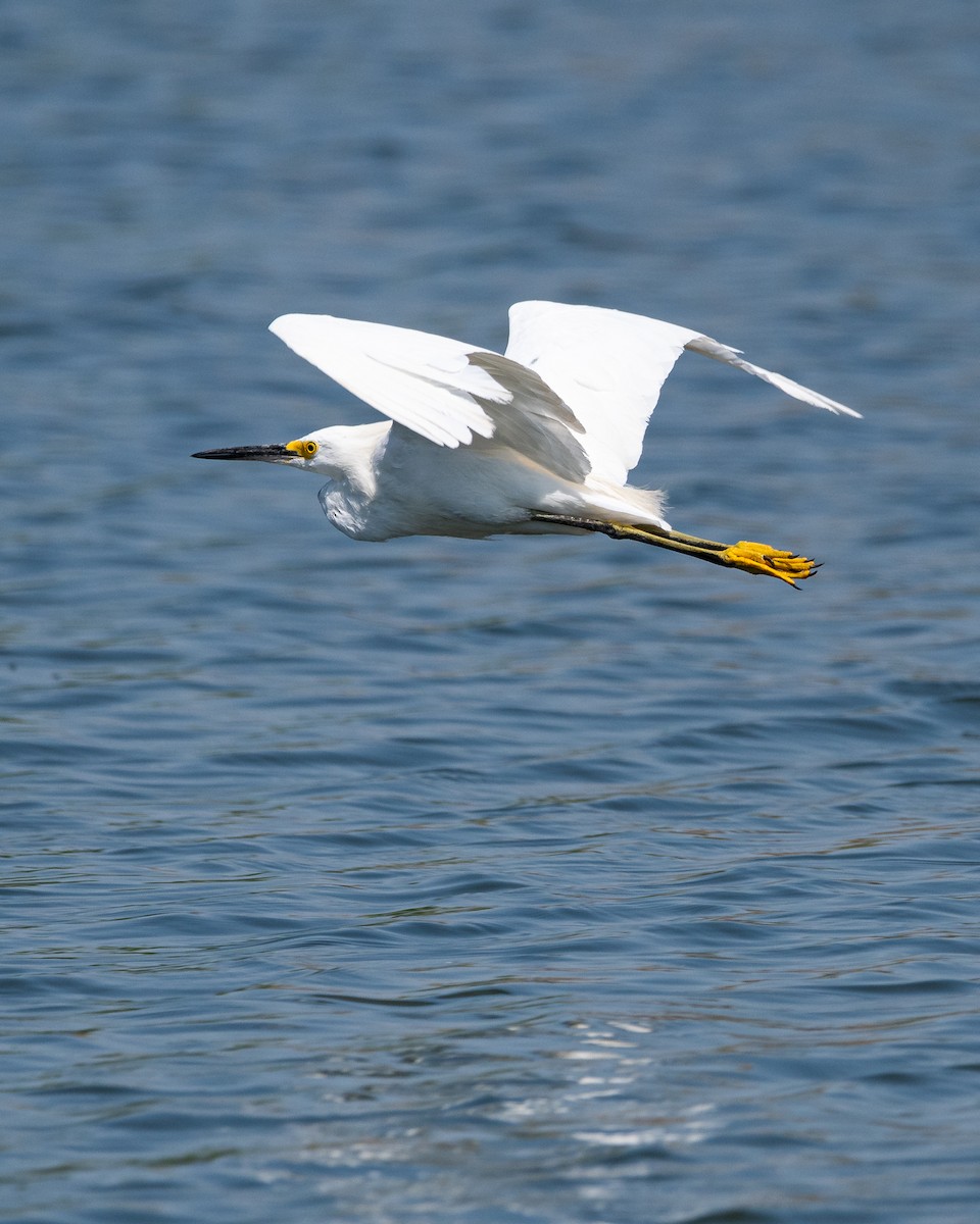 Snowy Egret - Nicolas Mazzini