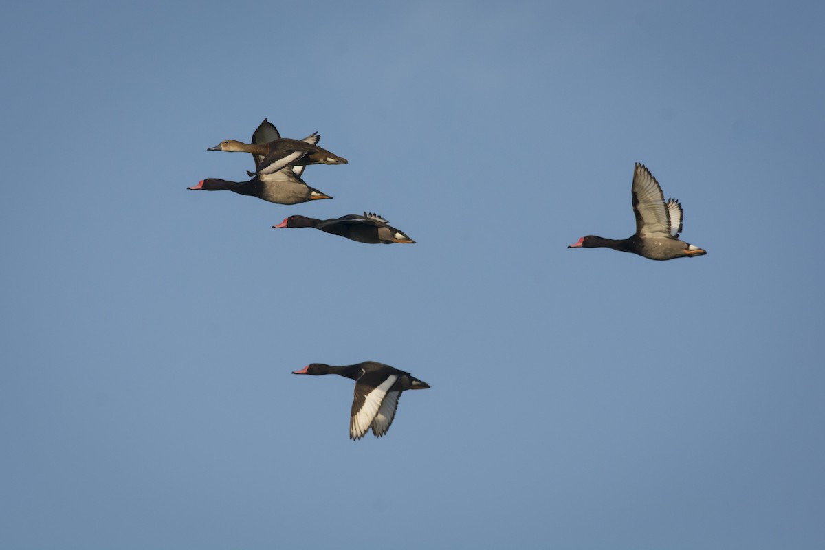 Rosy-billed Pochard - ML541881631