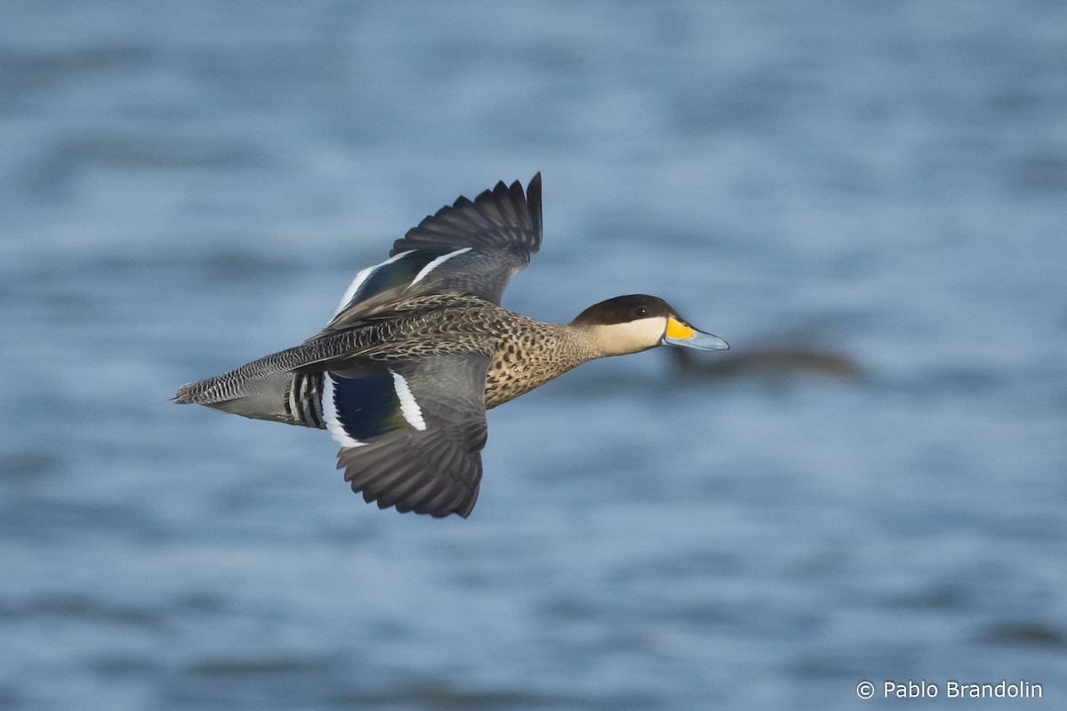 čírka modrozobá - ML541881751