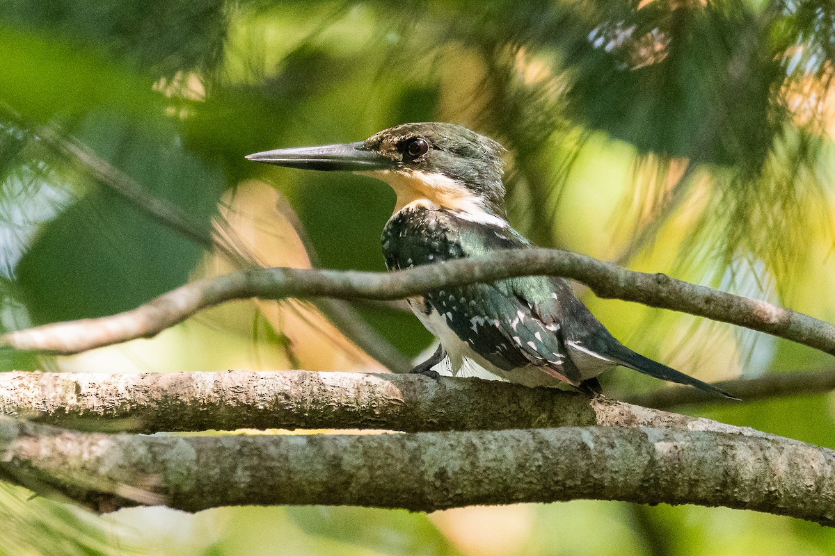 Green Kingfisher - ML541881831