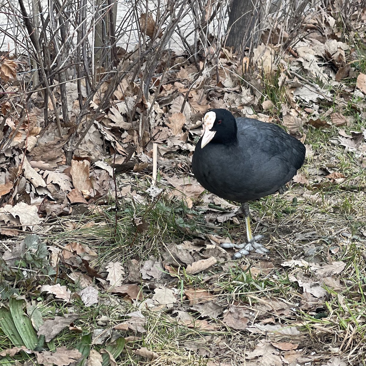 Eurasian Coot - ML541881881