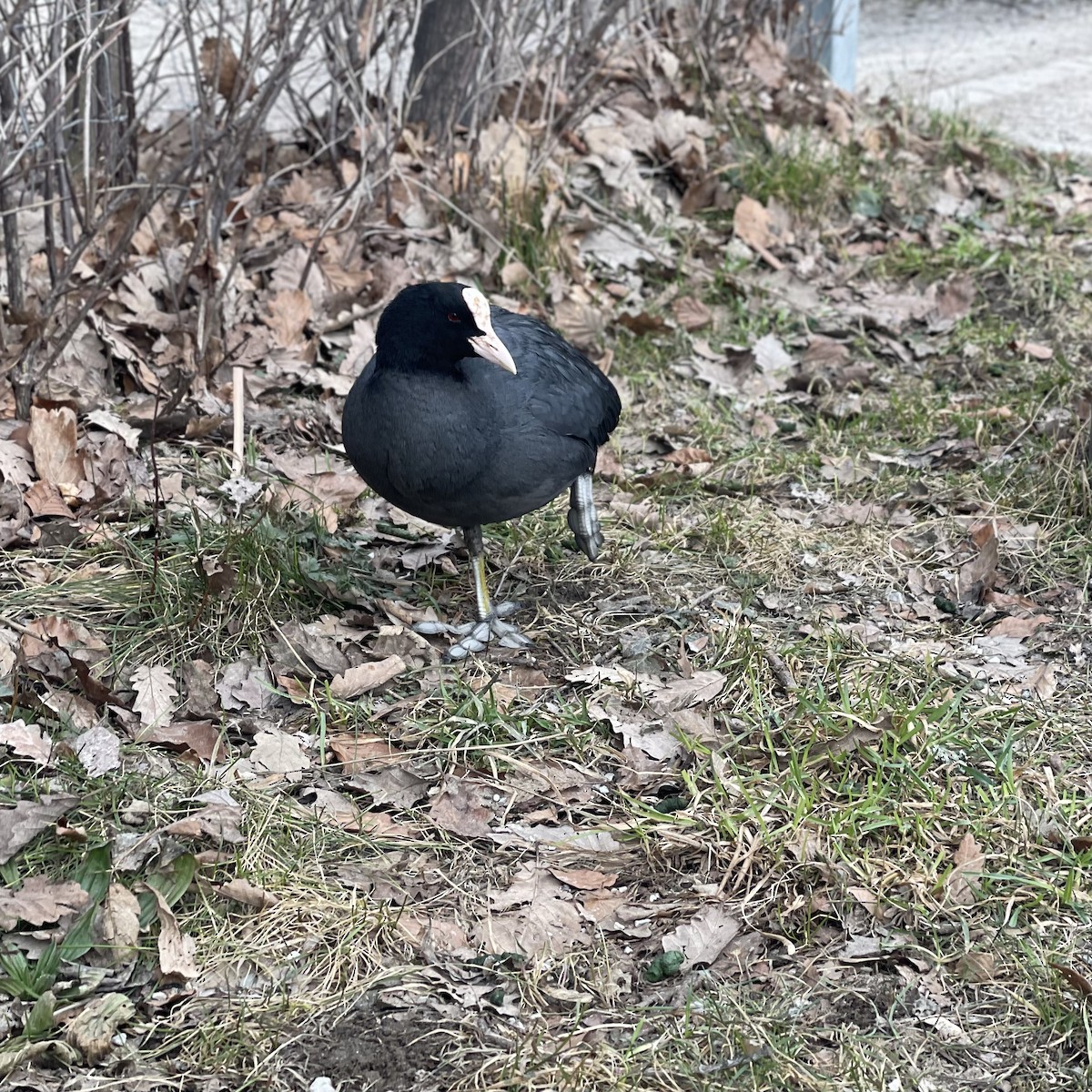 Eurasian Coot - ML541881901