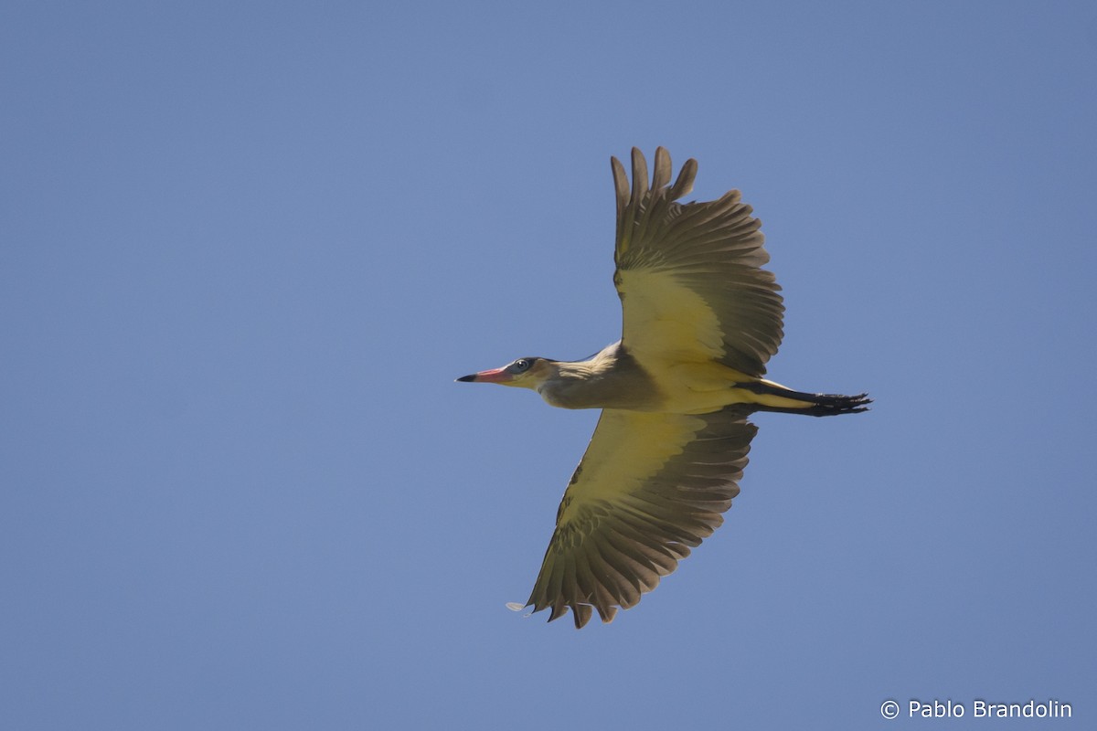 Whistling Heron - ML541882691