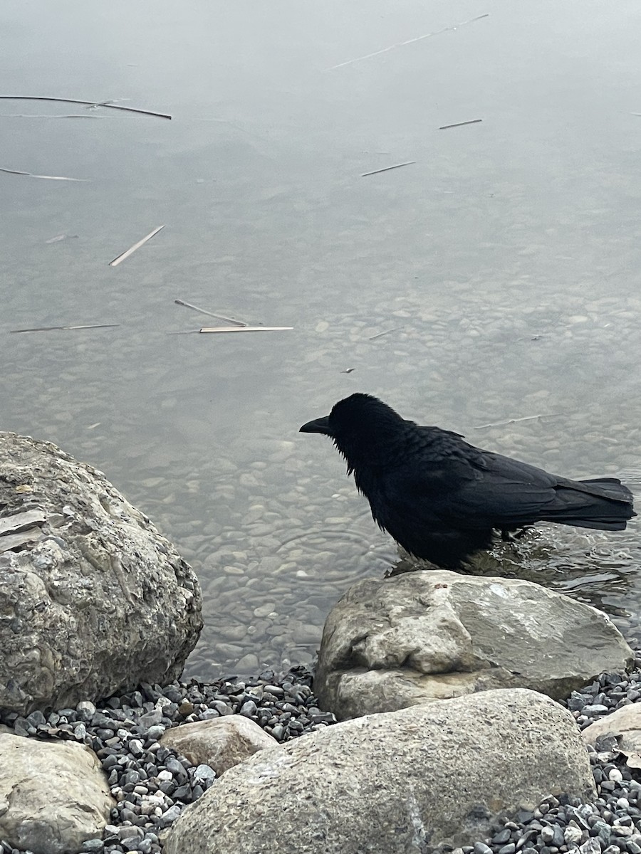 crow/raven sp. - ML541882851