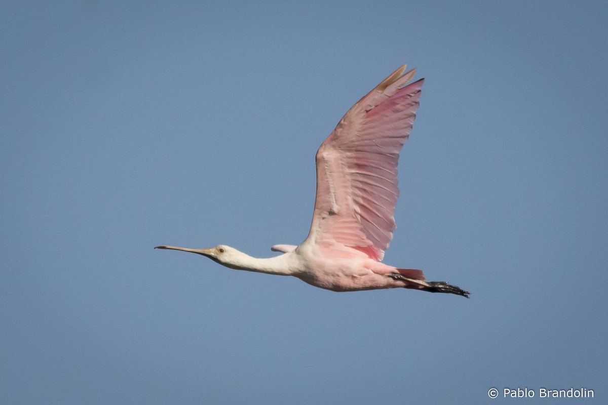 kolpík růžový - ML541882911