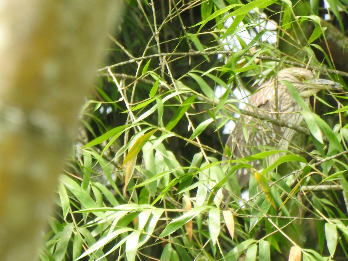 Black-crowned Night Heron - ML541882971