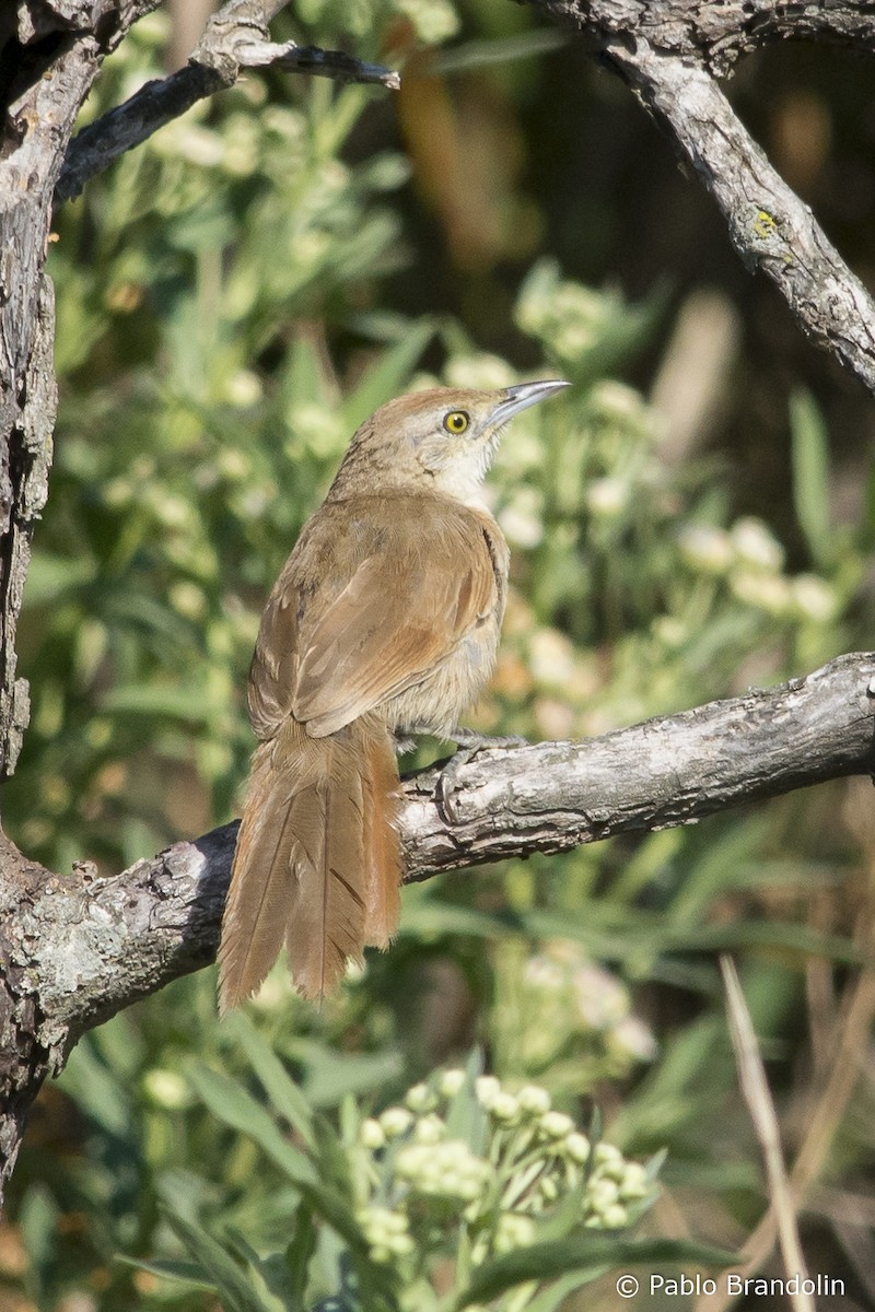 Freckle-breasted Thornbird - Pablo Brandolin