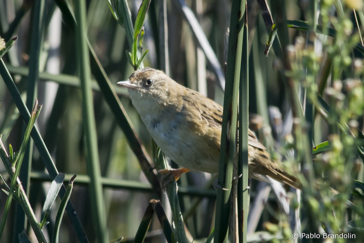 Bay-capped Wren-Spinetail - ML541883161