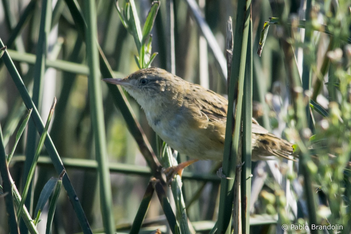 Bay-capped Wren-Spinetail - ML541883181