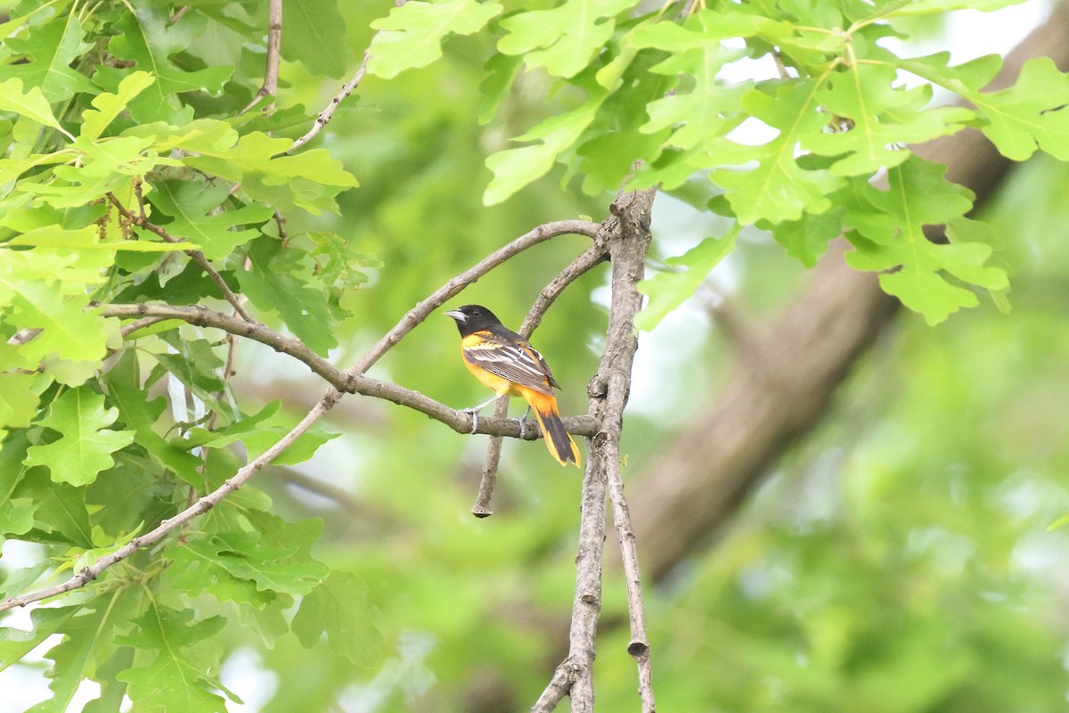 Baltimore Oriole - ML541883201
