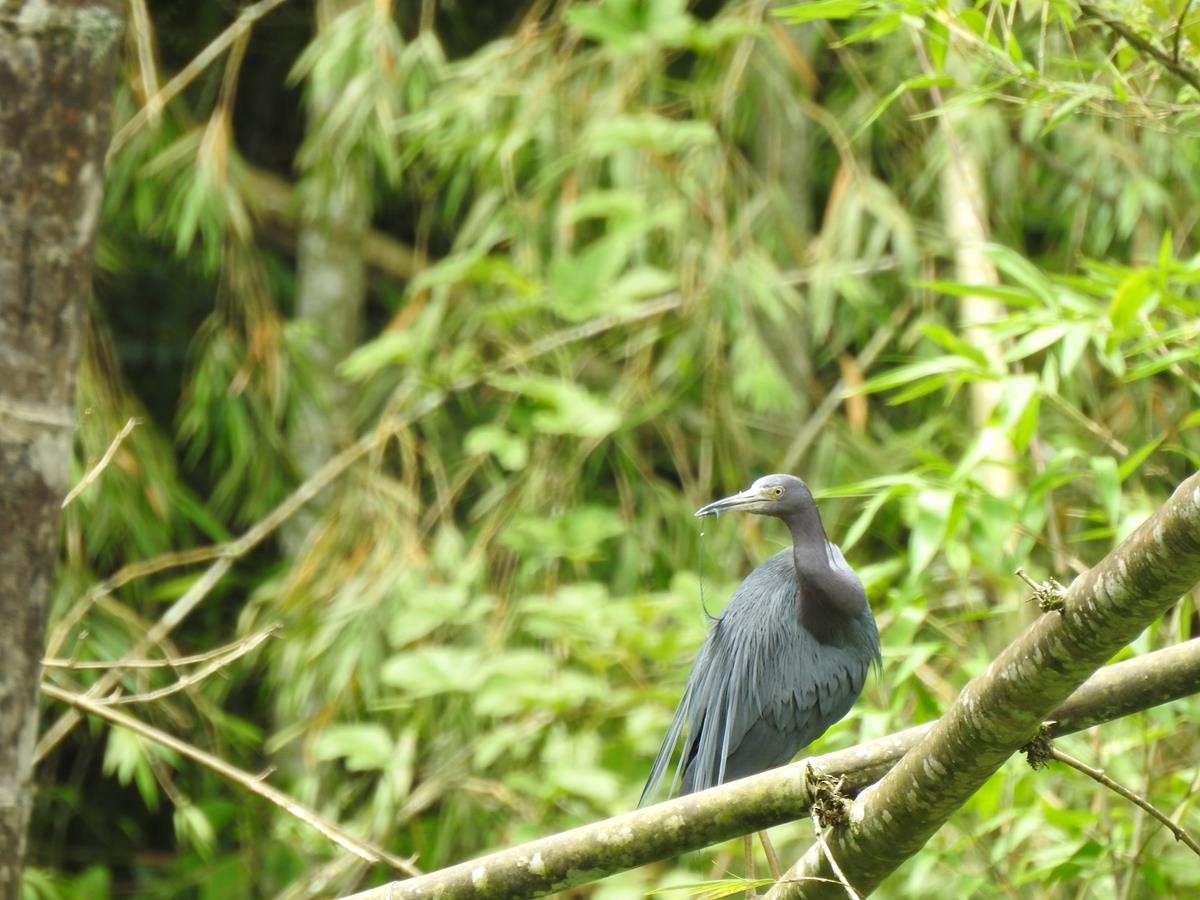 Little Blue Heron - Diego DUQUE