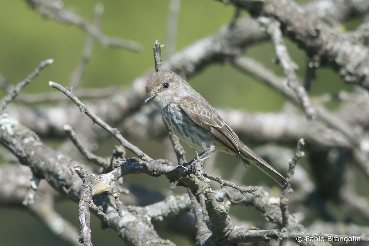 Vermilion Flycatcher - ML541883431