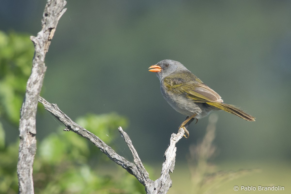 Great Pampa-Finch (Western) - ML541883581