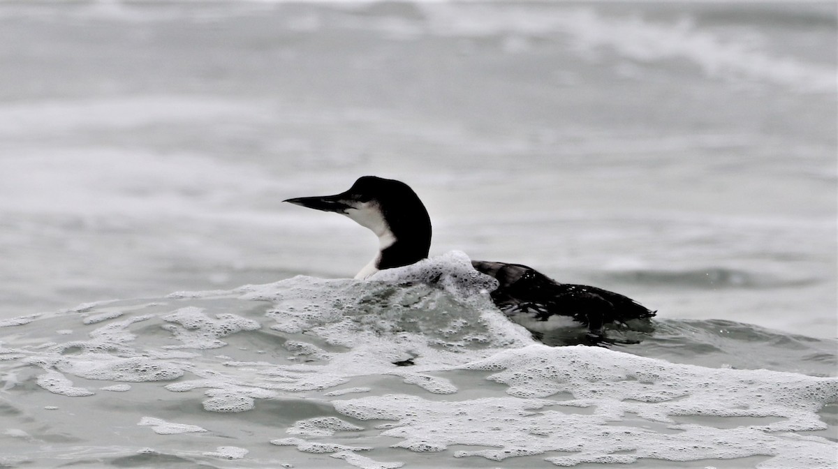 Common Loon - ML541883611