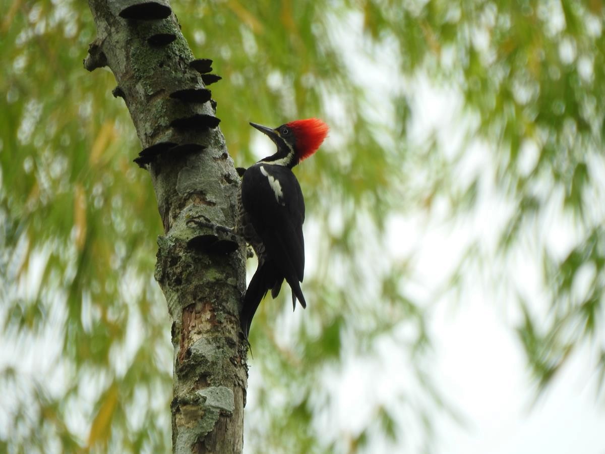 Lineated Woodpecker - Diego DUQUE