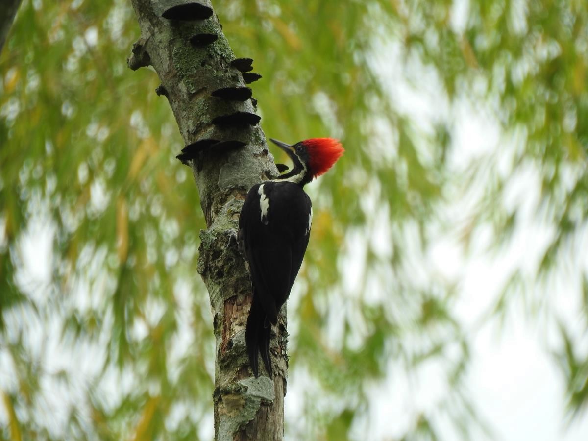 Lineated Woodpecker - Diego DUQUE