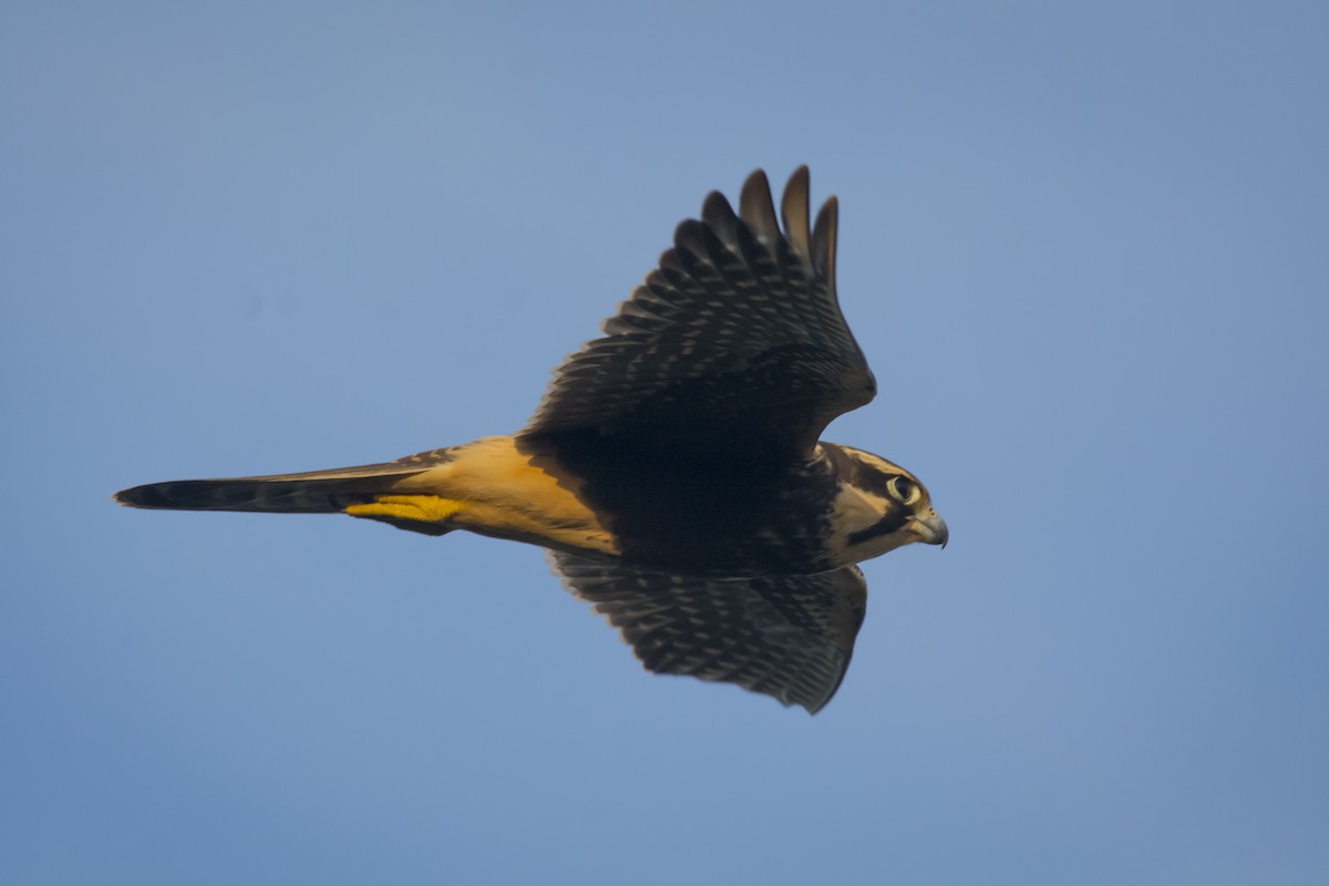 ostříž aplomado - ML541883841