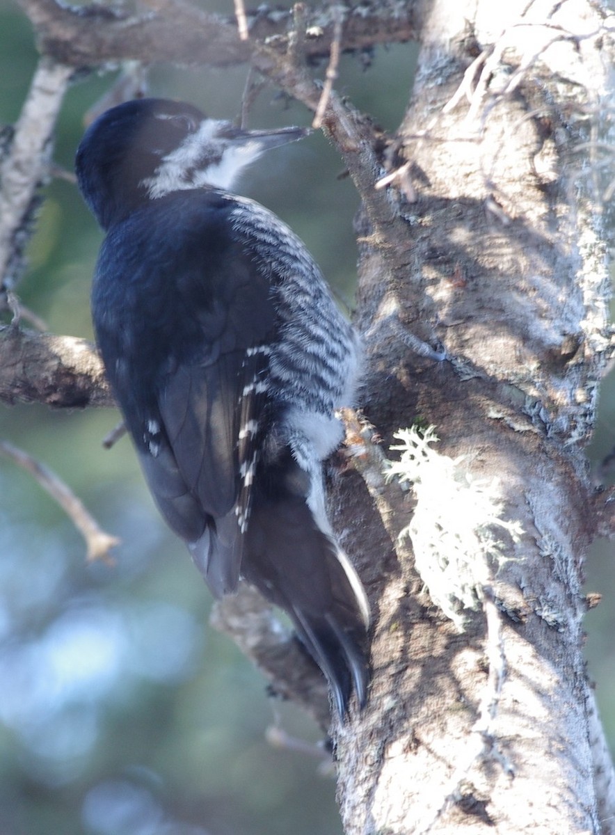 Black-backed Woodpecker - ML541884061
